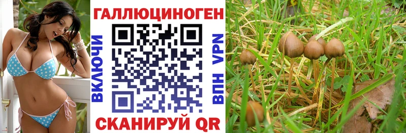 Псилоцибиновые грибы Psilocybine cubensis Заводоуковск